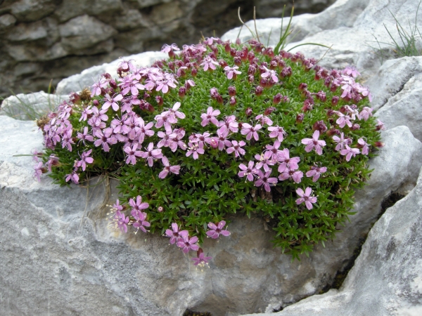 Silene acaulis